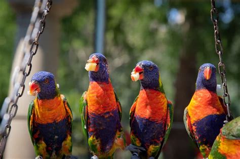 Types Of Australian Parrots