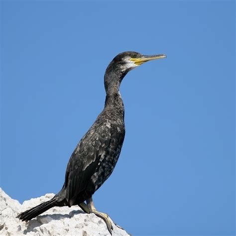 Terrestrial wildlife | Parc national des Calanques