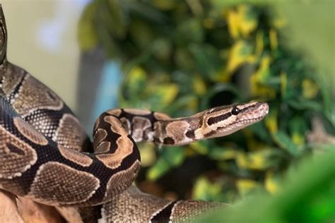 Vandaag Houd Ik Mijn Spreekbeurt Over De Anaconda Presentatie Bij Boek