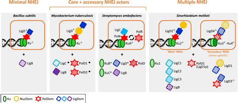 Molecular Microbiology Microbiology Journal Wiley Online Library