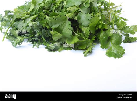 Fresh Green Cilantro Coriander Leaves Isolated On White Background