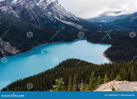 Sceneria Jeziora Peyto Przypomina Lisa W Parku Narodowym Banff Zdj Cie