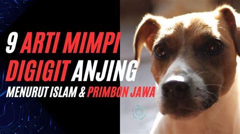 Arti Mimpi Di Gigit Anjing Menurut Islam Dan Primbon Jawa Makna