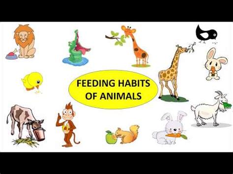 Animals: Feeding Habits Video Lecture - Science for Class 3