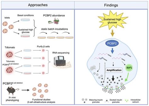 JCI RNA binding protein PCBP2 regulates pancreatic β cell function