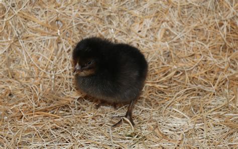 Black Sex Link Flockjourney