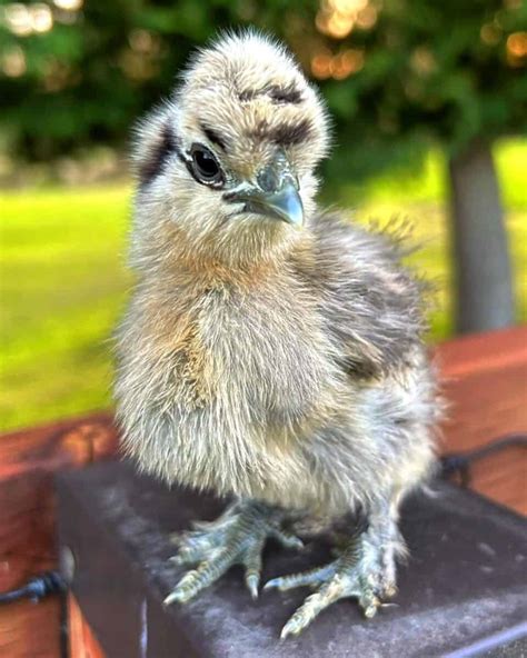 Partridge Silkie Chicken Breed Info Traits And Pictures