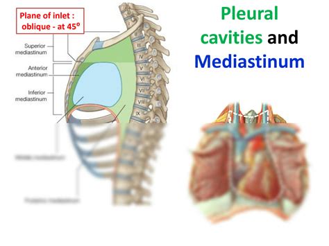 SOLUTION Thorax And Intercostal Space Studypool