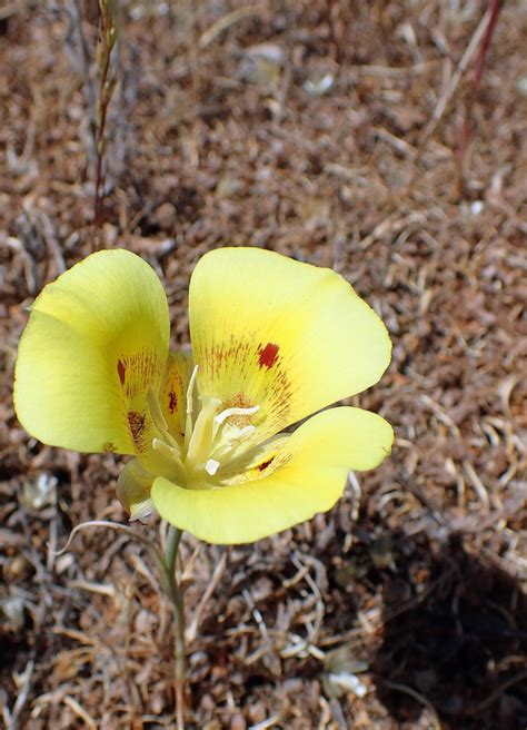 Calphotos Calochortus Luteus Yellow Mariposa Lily