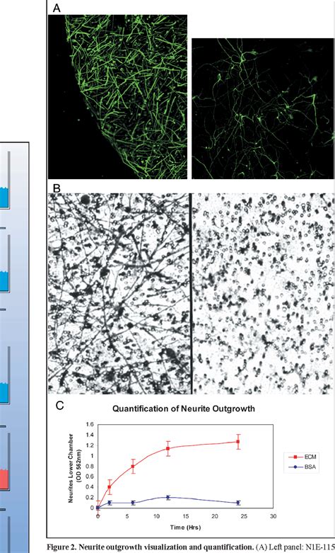 Figure From Assay For Neurite Outgrowth Quantification Semantic