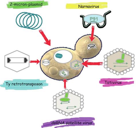 Intracellular Nucleic Acid Infectious Agents Described In The Species