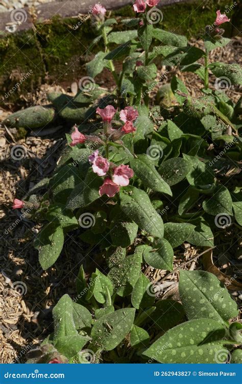 Pulmonaria Officinalis in Bloom Stock Image - Image of primulaceae, background: 262943827