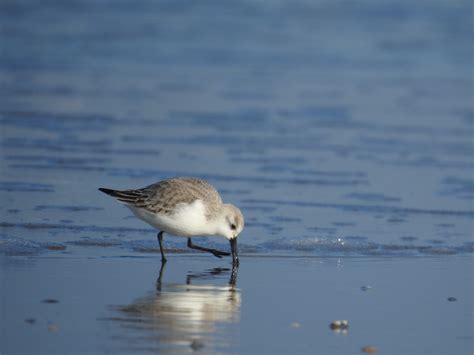 Sanderling Foto And Bild Tiere Zoo Wildpark And Falknerei Vögel Bilder