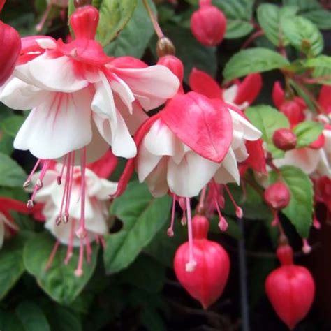 Fuchsia Swingtime Semi Trailing Hybrid Fuchsia A Vigorous Variety