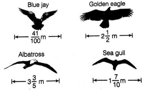 The diagram shows the wingspans of different species of birds. Use the ...