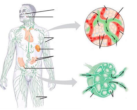 Lymphatic System Diagram Diagram | Quizlet