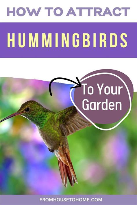 These Tips For How To Make A Hummingbird Garden Are Great Learn What Flowers Feeders And