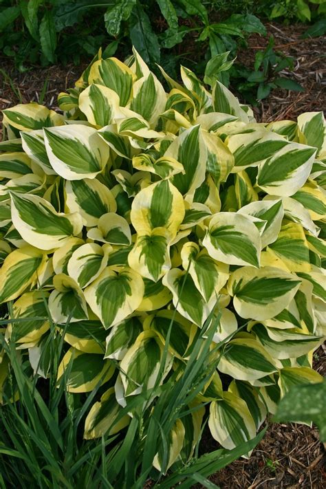 Hosta Grand Prize Hosta Garden Center Marketing