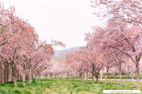 Where to Find Cherry Blossoms in the Bay Area