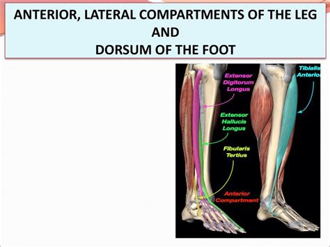 Anterior Compartment Leg Muscles