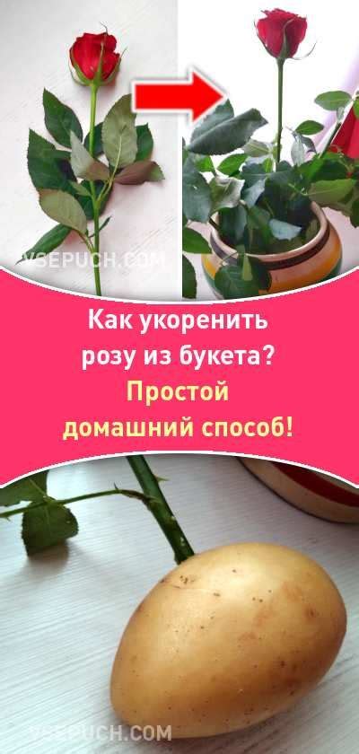 Как укоренить розу из букета? Простой домашний способ! | Розы ...