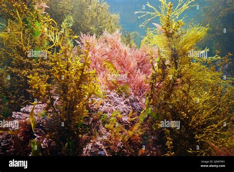 Various Marine Algae Underwater In The Ocean Eastern Atlantic Seaweeds