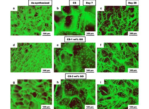 Ai Fluorescence Micrographs Illustrating The Proliferation Of