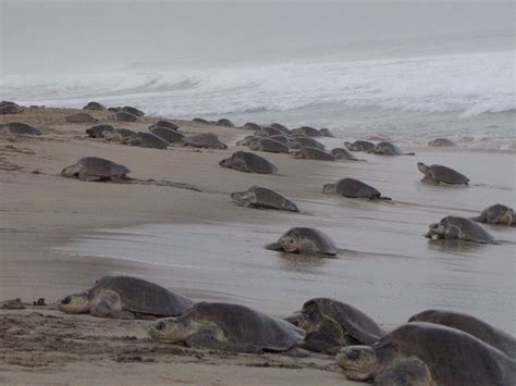 Arriban más de 30 mil tortugas golfinas a Playa Escobilla Oaxaca