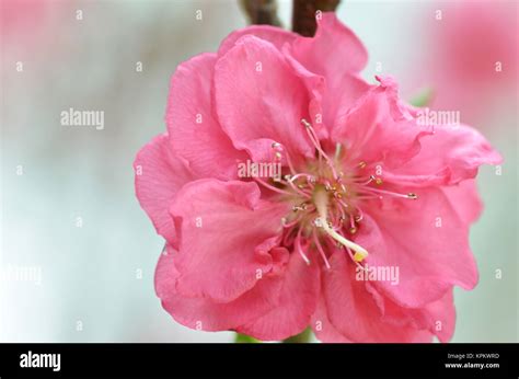 Japanese apricot blossom Stock Photo - Alamy