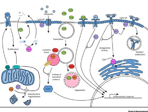 Figure From The Role Of Astrocyte Dysfunction In Parkinsons Disease