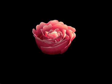 Eine einzelne rosa Rose auf schwarzem Hintergrund