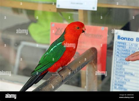 Male Australian king parrot - Australia Stock Photo - Alamy