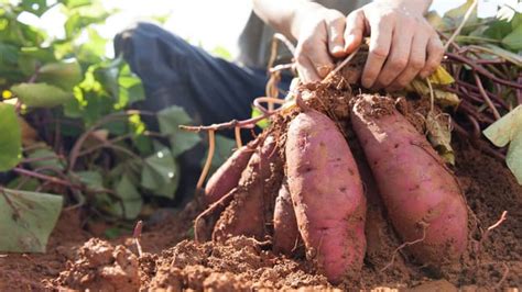 S Kartoffeln Im Garten Anbauen Standort Pflege Und Ernte