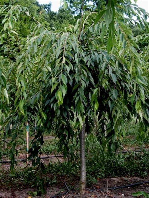 Prunus Subhirtella Pendula Flora Plena Weeping Higan Cherry From