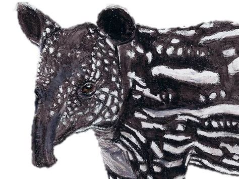 A Baby Tapir Art Print. A Malaysian Tapir Print. for Brown and - Etsy ...