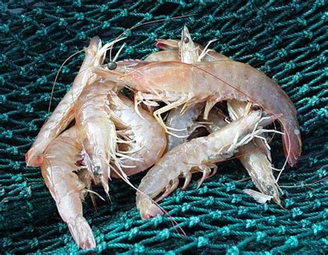 Invasion Of The Killer Shrimp Britain On High Alert After Voracious Predator Spotted In Uk