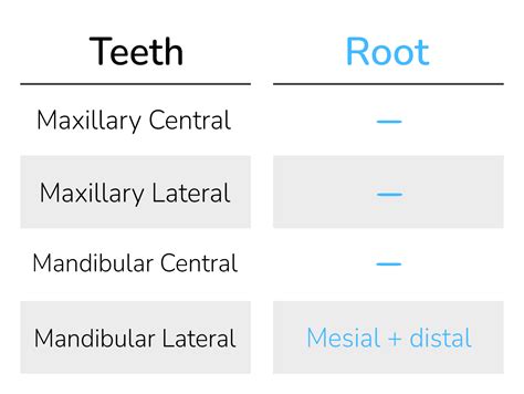 Incisors My Dental Key