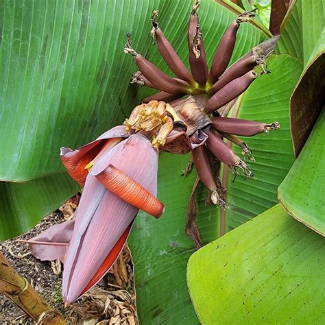 Scarlet Gran Banana Plant Stark Bro’s