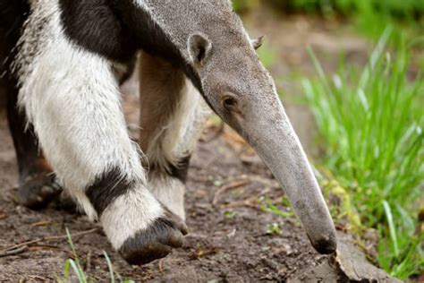 Oso Hormiguero Banco De Fotos E Imágenes De Stock Istock