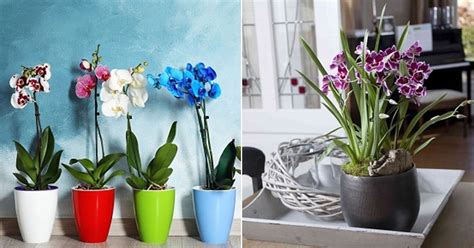 7 Homemade Plant Foods for Orchids | DIY Orchid Fertilizer