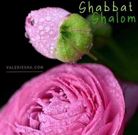 Shabbat Shalom Du 19 Mai 2023 Michelle Dastier De La Vigerie