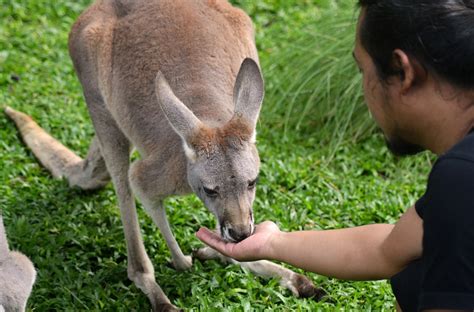 Kangaroo Animal Marsupial Free Photo On Pixabay Pixabay