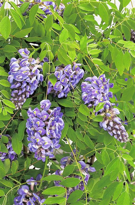 Buy Wisteria Amethyst Falls J Parker Dutch Bulbs