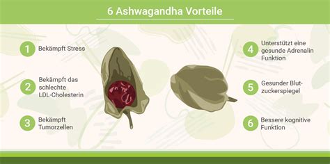 Ashwagandha Wirkung Blog