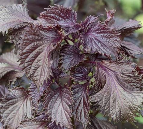 Red Perilla Shiso Dave S Seed