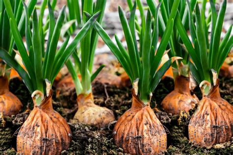 Simple Steps How To Grow Onions At Home Fresh Home Ideas