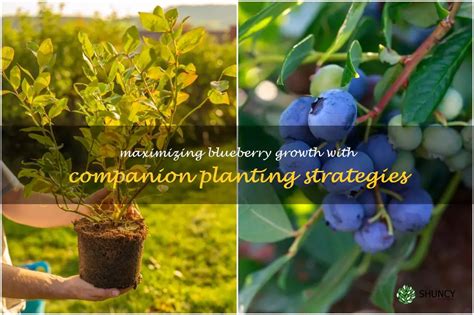 Maximizing Blueberry Growth With Companion Planting Strategies Shuncy