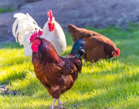 Why Do Chickens Cluck Understanding Chicken Sounds