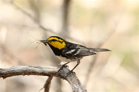 Golden Cheeked Warbler Food Chain