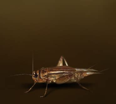 Сверчок домовой (Acheta domestica) — Насекомые / Мир животных.ру